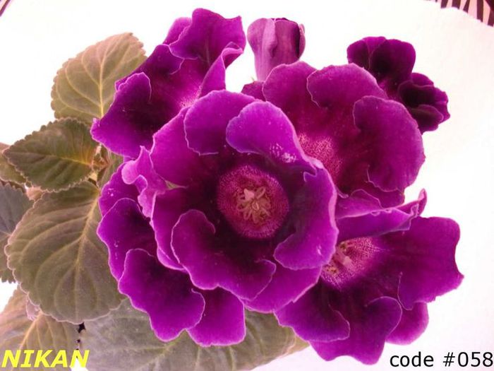  - GLOXINIA HYBRIDA