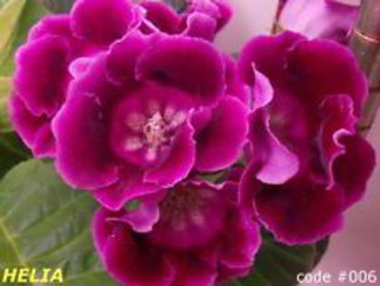  - GLOXINIA HYBRIDA