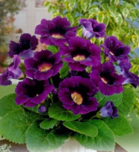  - GLOXINIA HYBRIDA