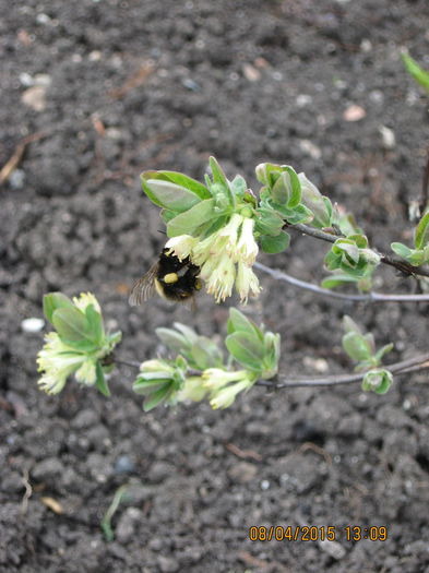 Lonicera kamtschatica, un arbust ...