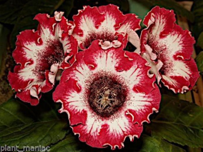  - GLOXINIA HYBRIDA