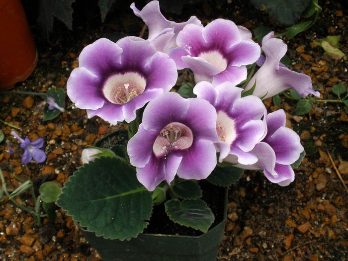  - GLOXINIA HYBRIDA