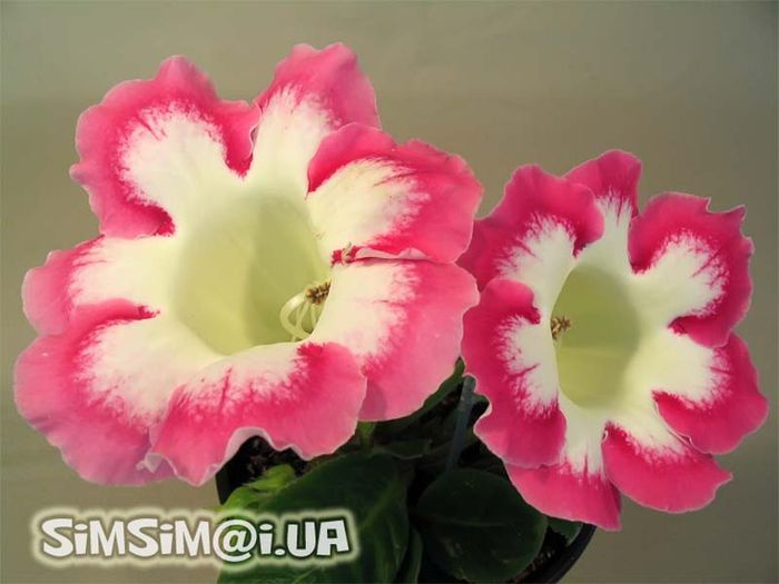  - GLOXINIA HYBRIDA