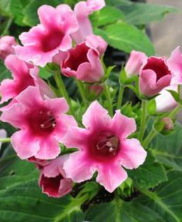  - GLOXINIA HYBRIDA