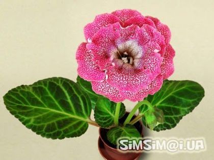  - GLOXINIA HYBRIDA