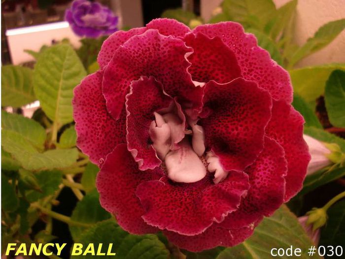  - GLOXINIA HYBRIDA