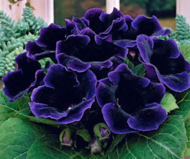  - GLOXINIA HYBRIDA