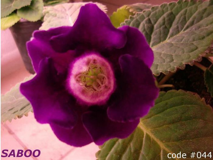  - GLOXINIA HYBRIDA