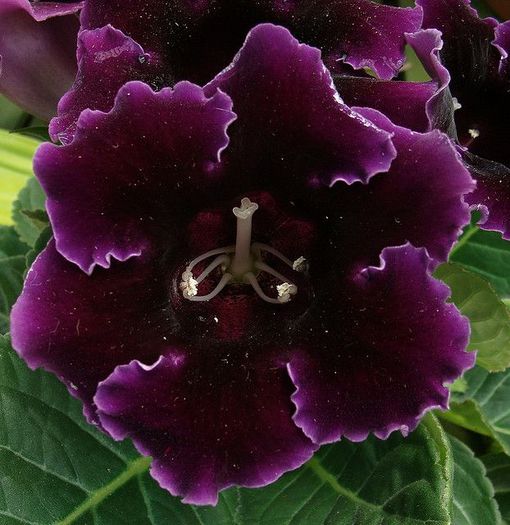  - GLOXINIA HYBRIDA