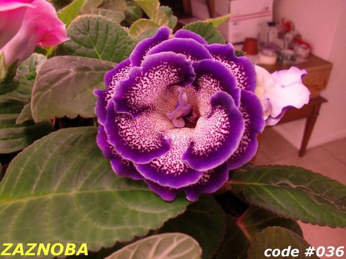  - GLOXINIA HYBRIDA