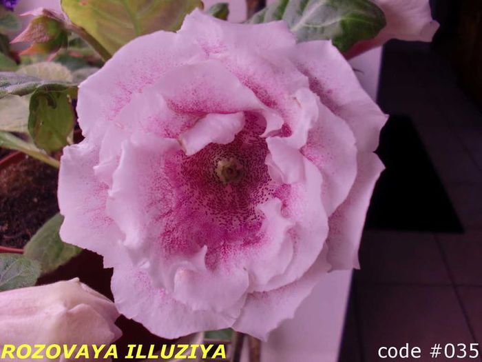  - GLOXINIA HYBRIDA