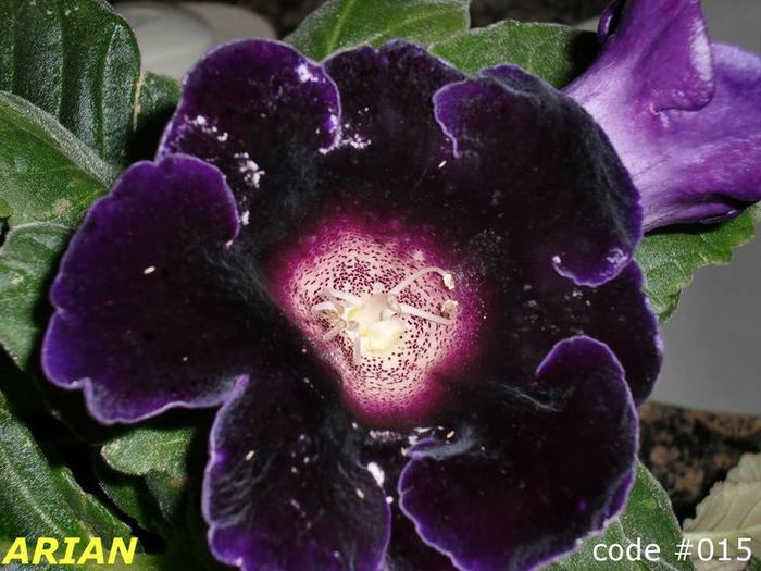  - GLOXINIA HYBRIDA