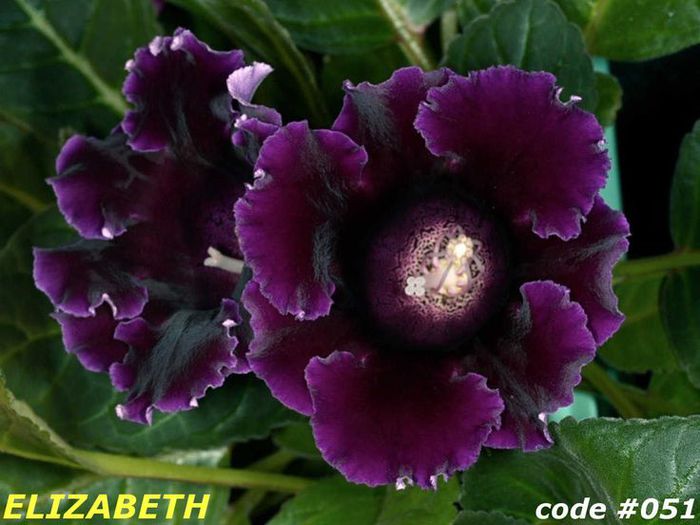  - GLOXINIA HYBRIDA