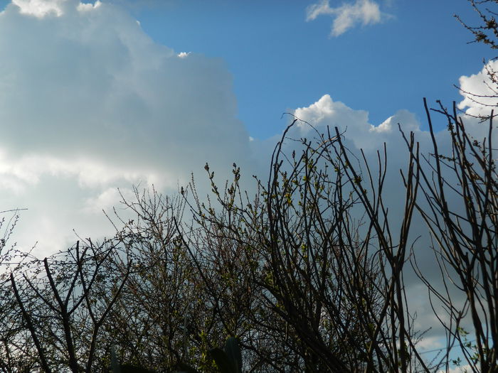 DSCN3400 - 2015_APRILIE