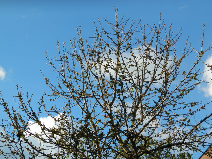 DSCN3403 - 2015_APRILIE