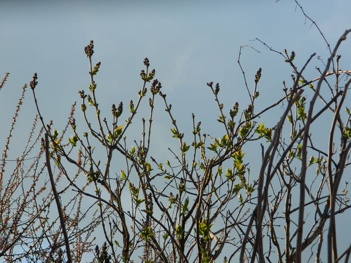 DSCN3410 - 2015_APRILIE