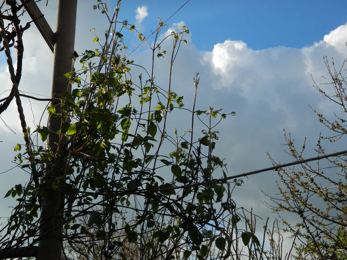 DSCN3413 - 2015_APRILIE