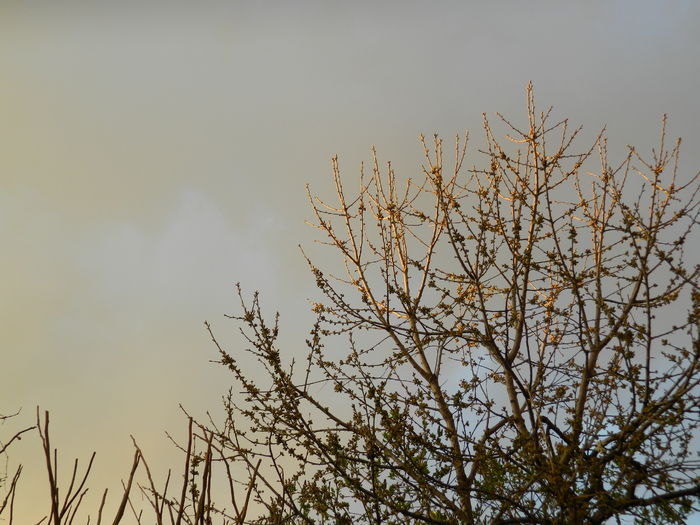 DSCN3419 - 2015_APRILIE