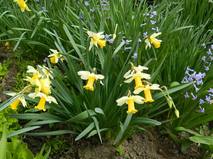 DSCN3444 - 2015_APRILIE