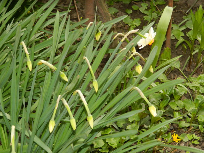 DSCN3445 - 2015_APRILIE