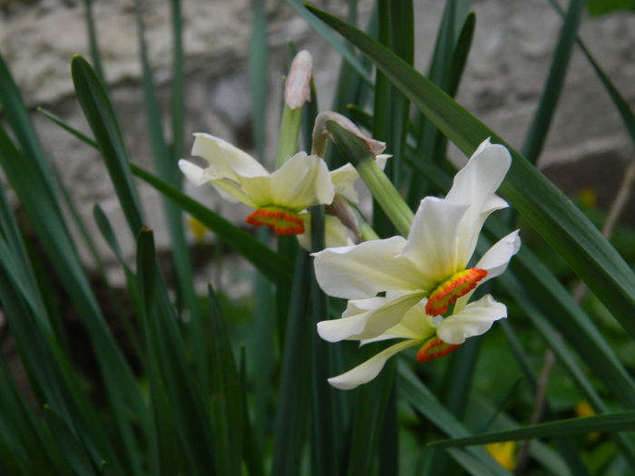 DSCN3447 - 2015_APRILIE