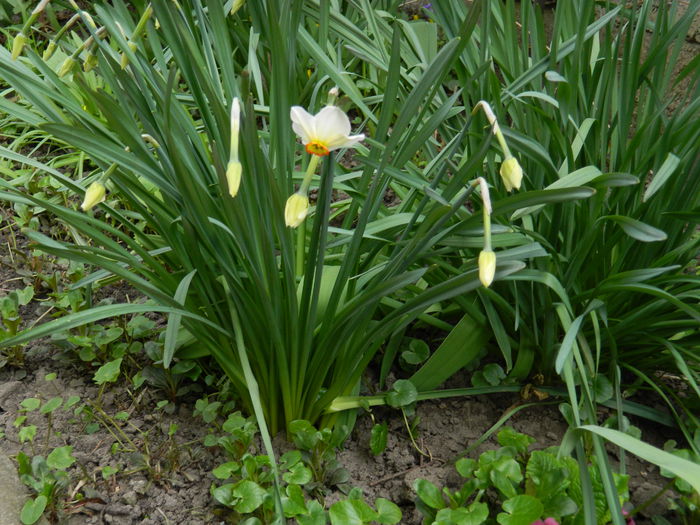 DSCN3450 - 2015_APRILIE