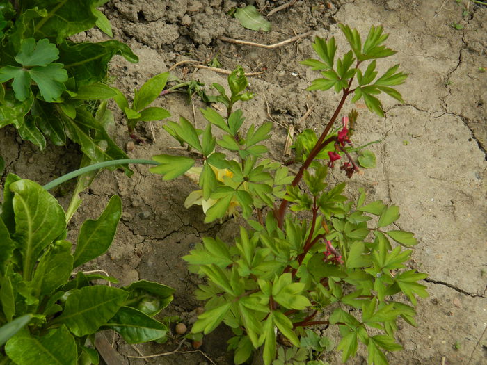 DSCN3451 - 2015_APRILIE