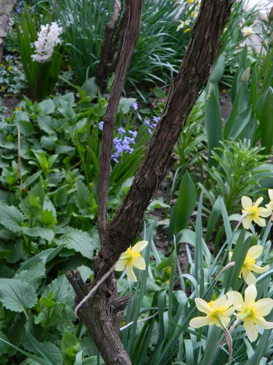 DSCN3459 - 2015_APRILIE