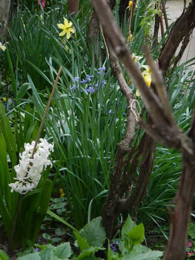 DSCN3460 - 2015_APRILIE