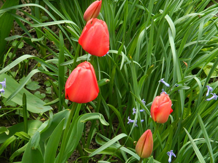 DSCN3462 - 2015_APRILIE