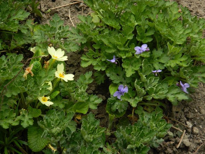 DSCN3466 - 2015_APRILIE