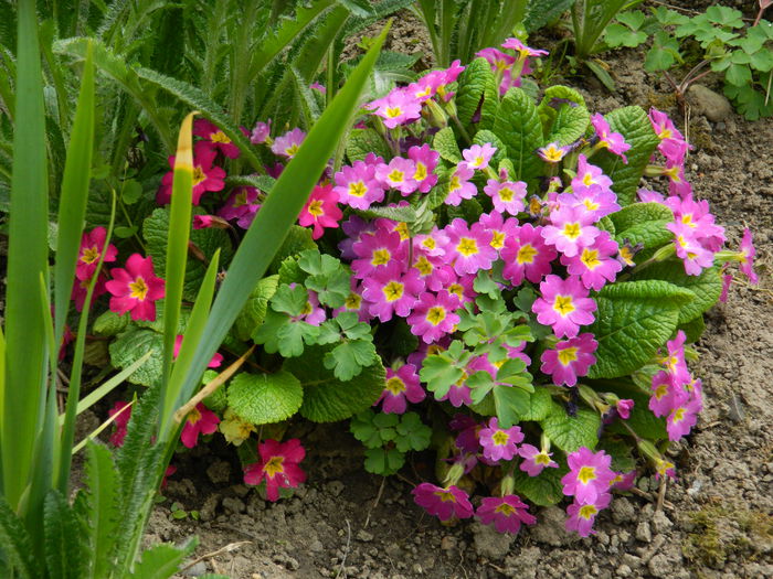 DSCN3467 - 2015_APRILIE