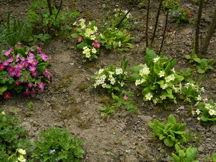 DSCN3468 - 2015_APRILIE