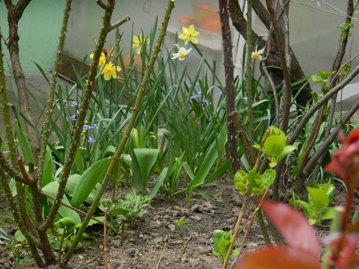 DSCN3469 - 2015_APRILIE