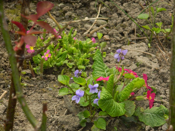 DSCN3470 - 2015_APRILIE