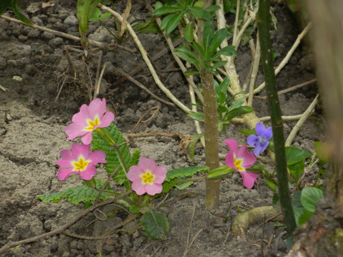 DSCN3471 - 2015_APRILIE
