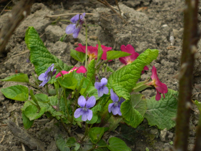 DSCN3472 - 2015_APRILIE