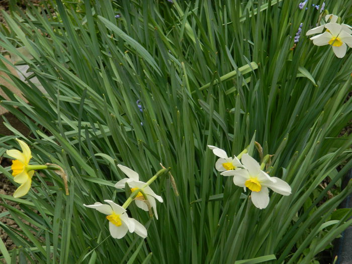 DSCN3477 - 2015_APRILIE