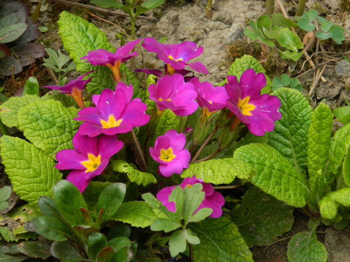 DSCN3478 - 2015_APRILIE