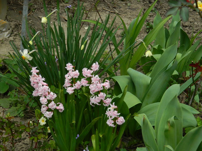 DSCN3479 - 2015_APRILIE