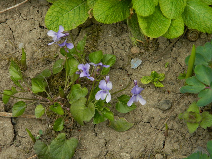 DSCN3480 - 2015_APRILIE