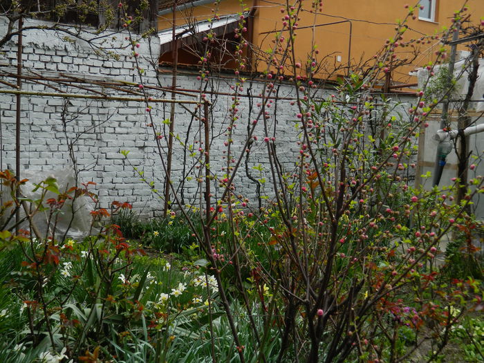 DSCN3482 - 2015_APRILIE