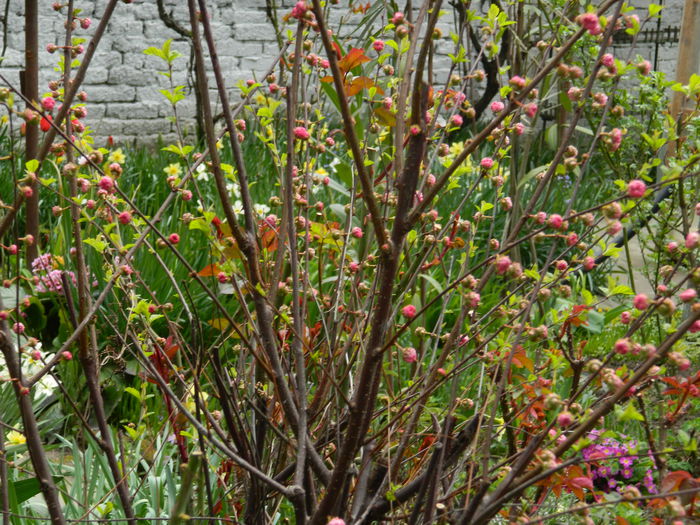DSCN3483 - 2015_APRILIE