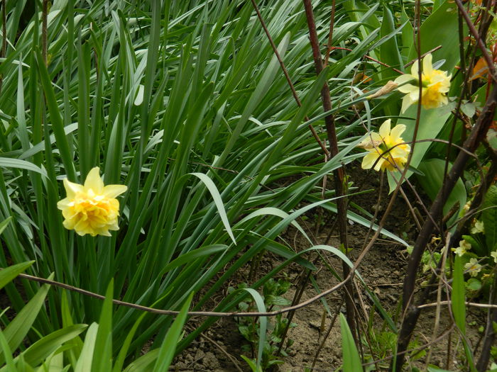 DSCN3485 - 2015_APRILIE