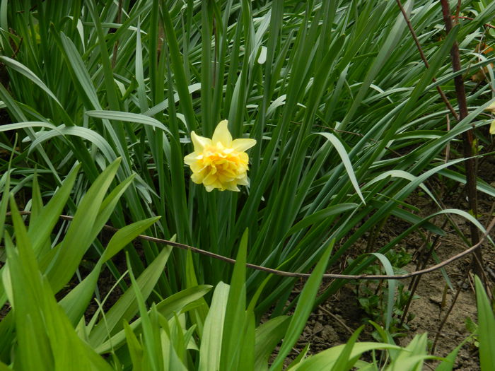 DSCN3486 - 2015_APRILIE
