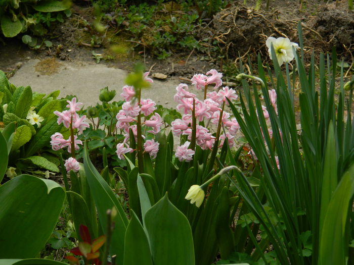 DSCN3489 - 2015_APRILIE