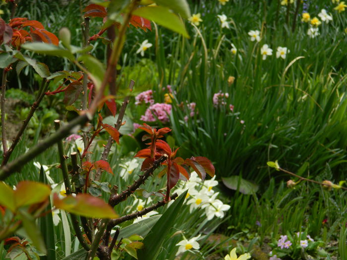 DSCN3490 - 2015_APRILIE