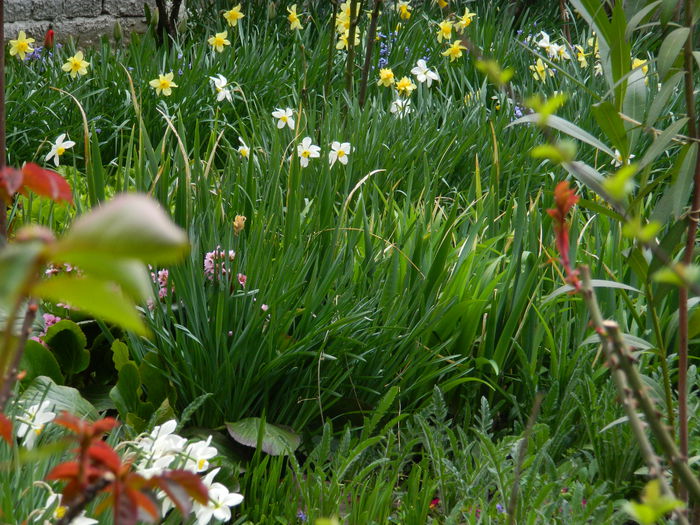 DSCN3491 - 2015_APRILIE