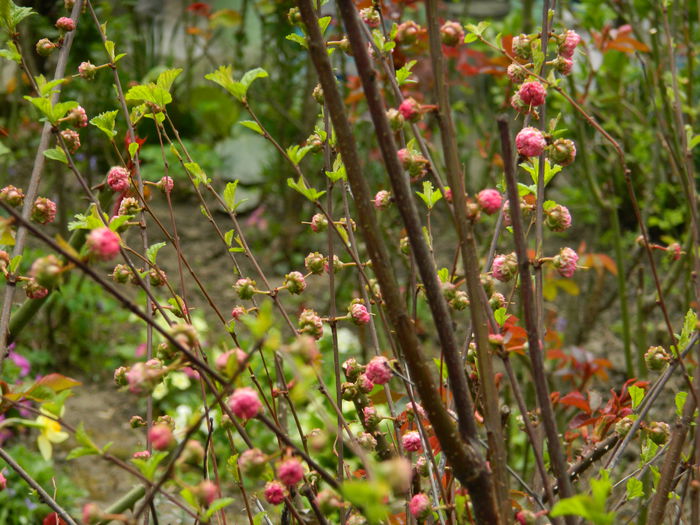 DSCN3492 - 2015_APRILIE