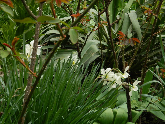 DSCN3493 - 2015_APRILIE